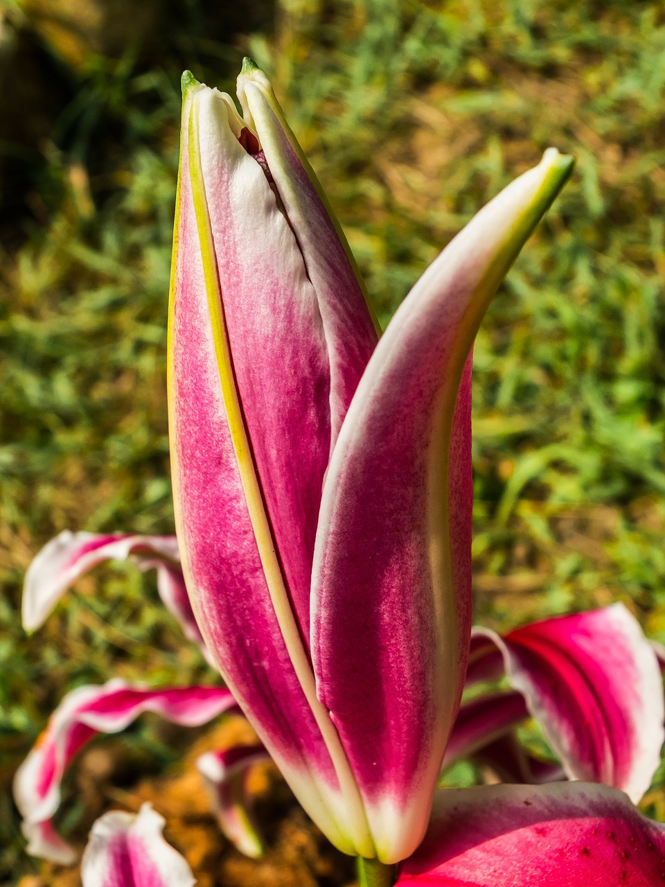 lily blossom bloom free photo