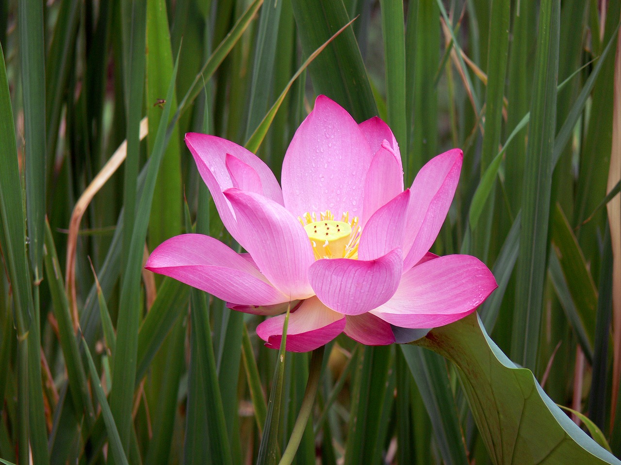 lily flower nature free photo