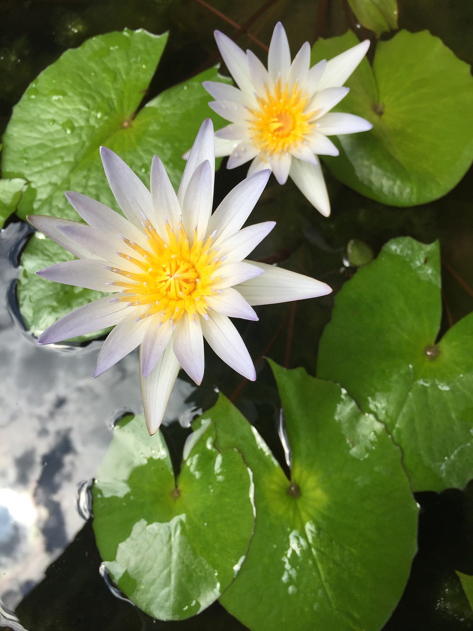 lily pond flower free photo