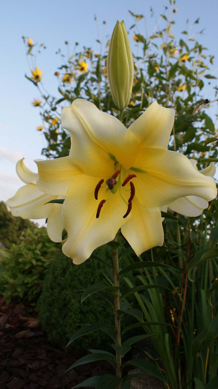 lily white flower sky free photo