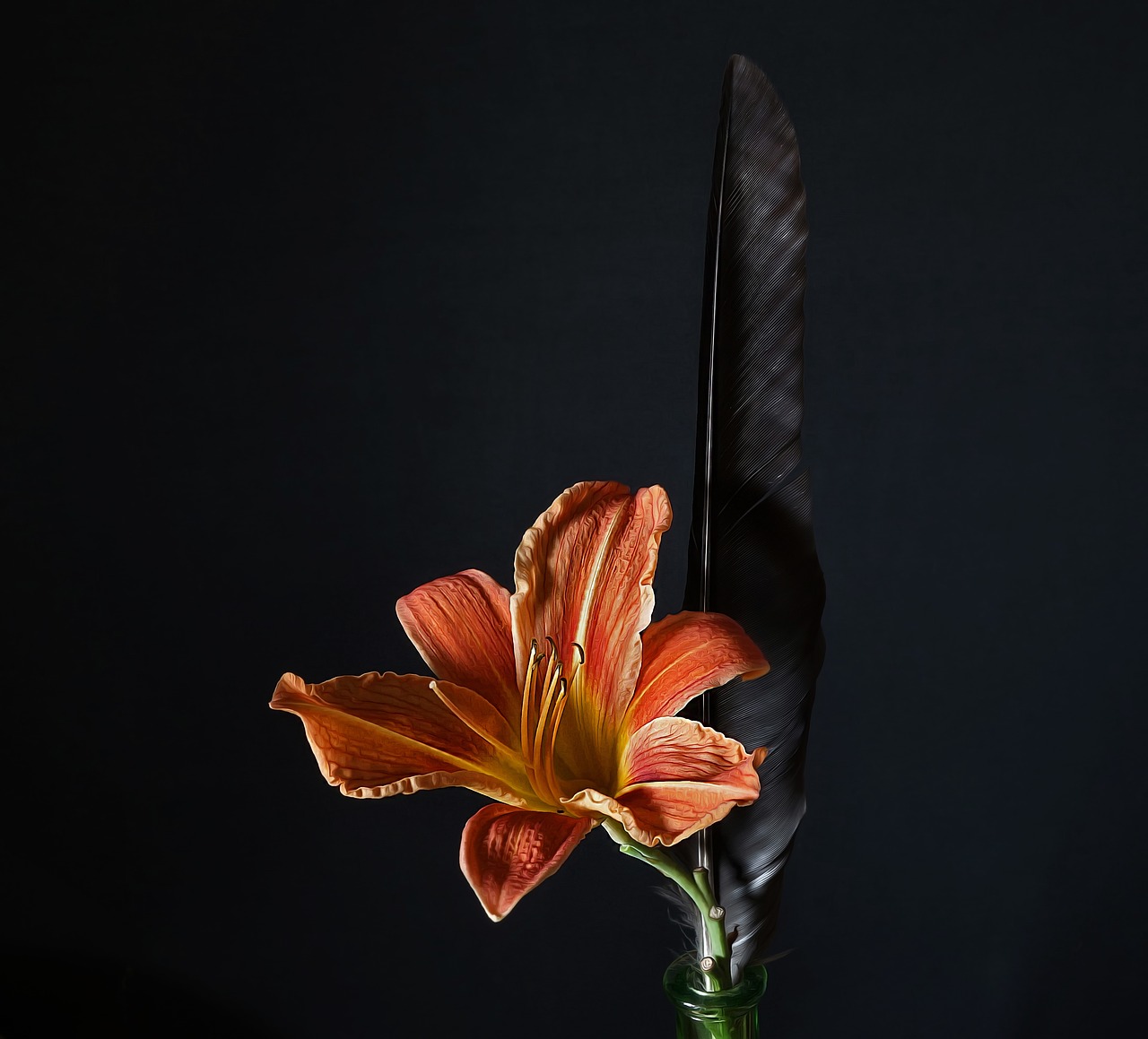 lily still life feather free photo