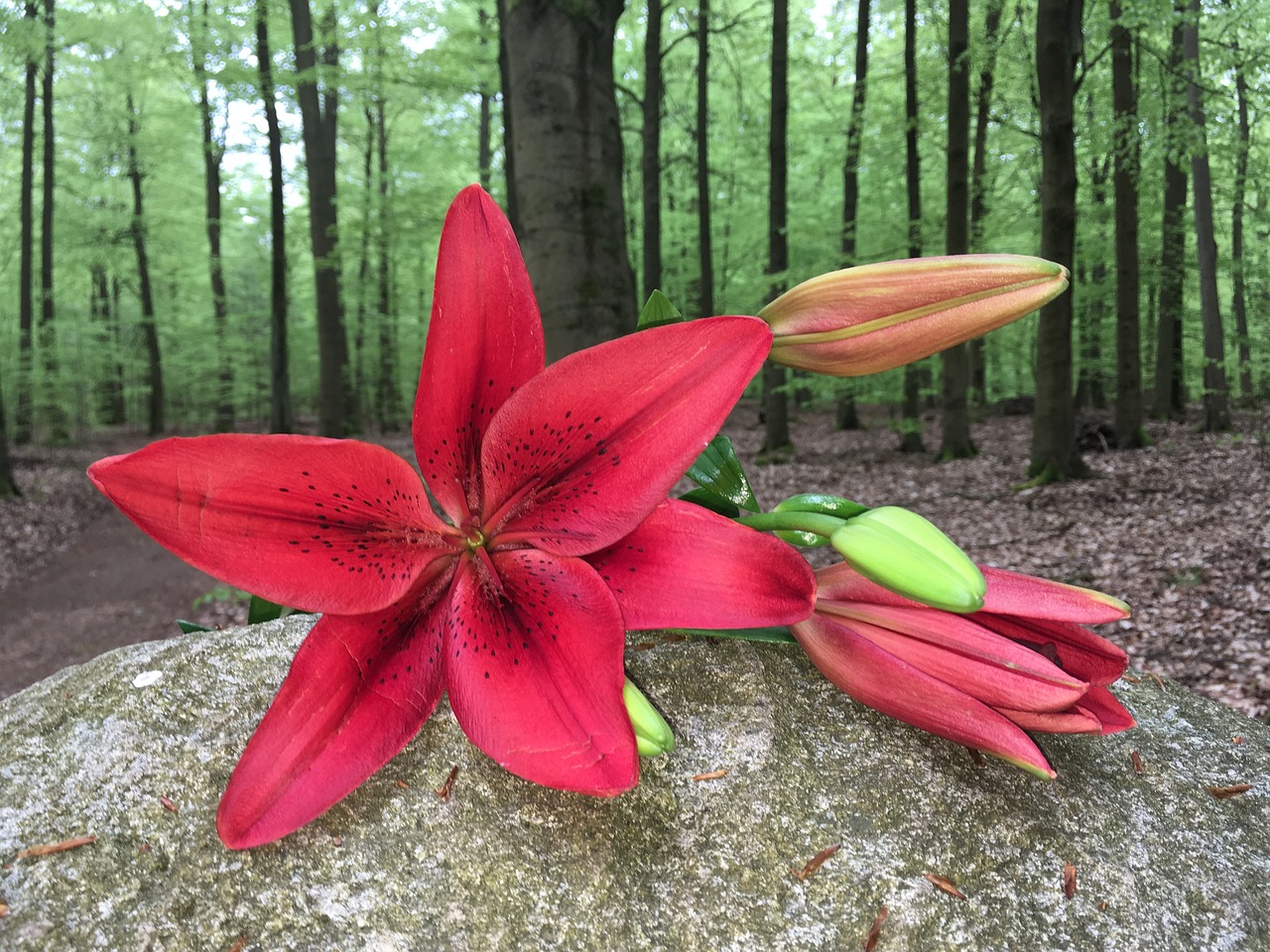 lily blossom bloom free photo