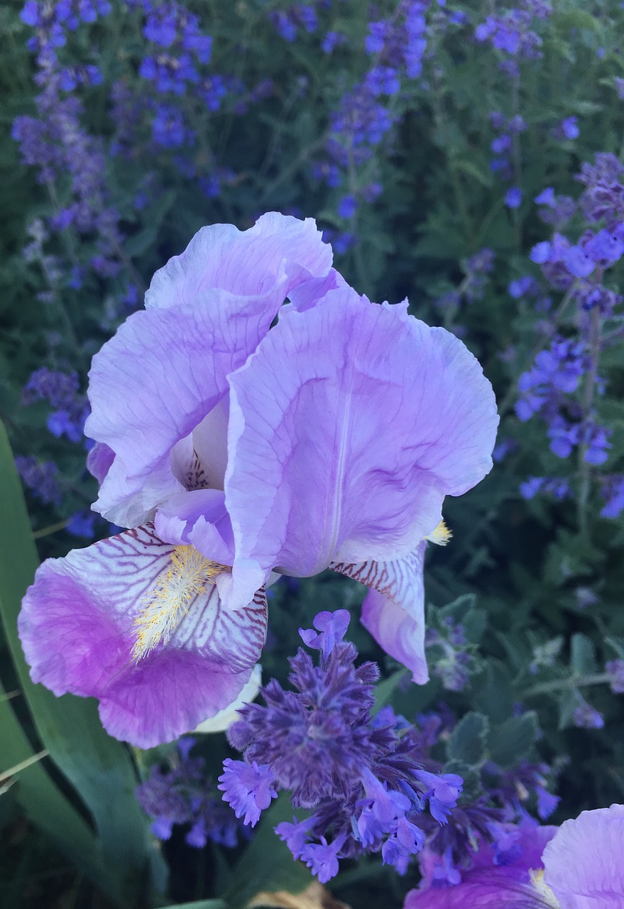 lily purple flower free photo