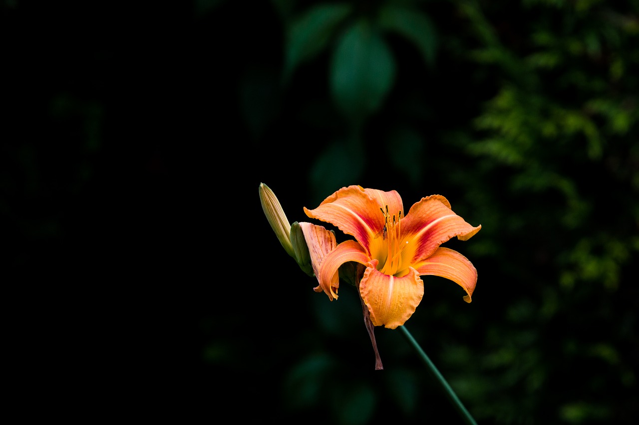 lily blossom bloom free photo