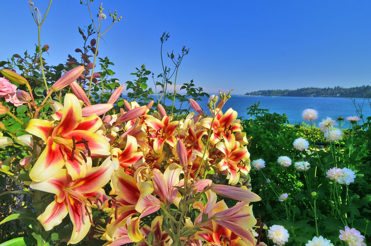 lily waterfront view free photo