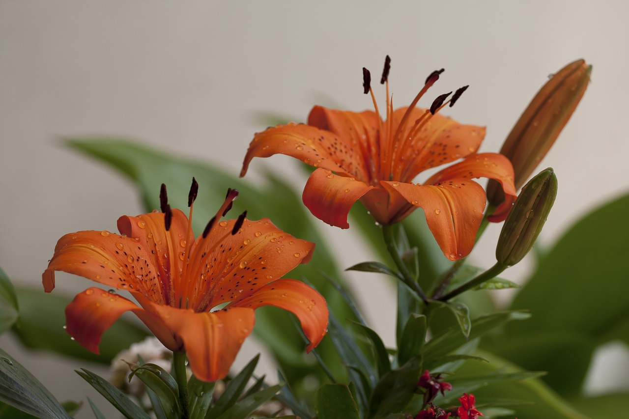 lily flower orange free photo