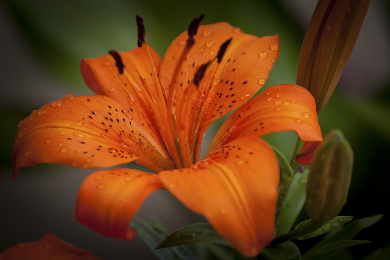 lily plant orange free photo