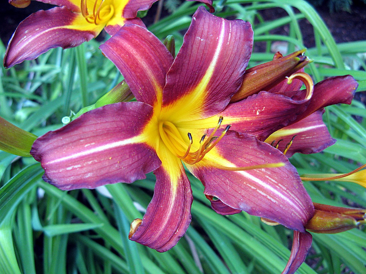 lily blossom bloom free photo