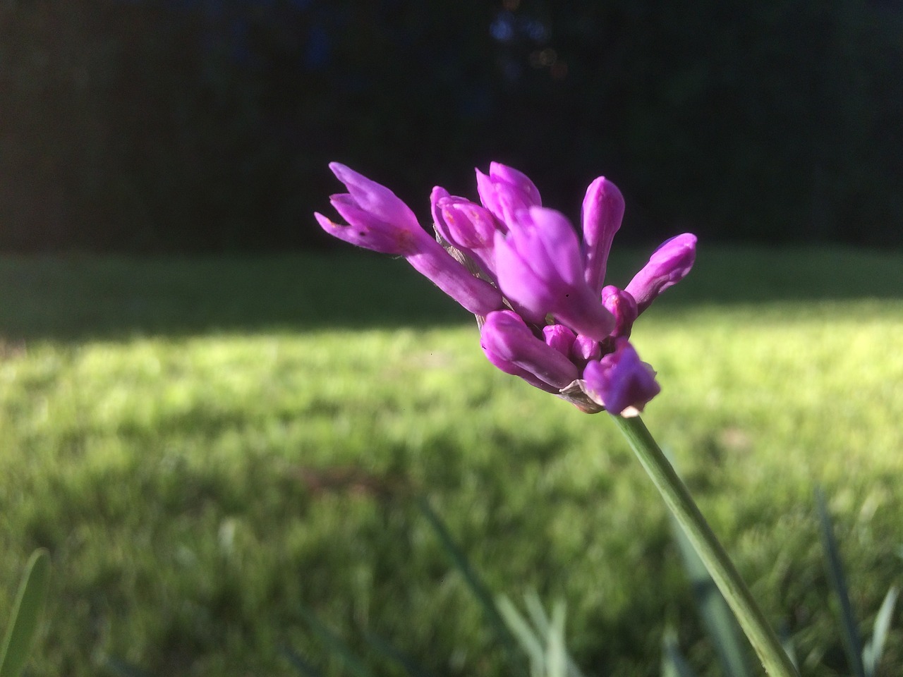 lily flower blooming free photo