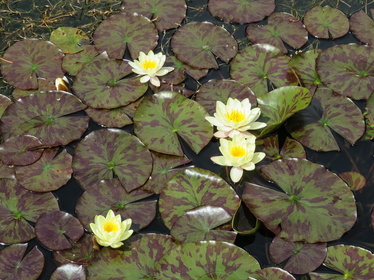 lily pond lotus free photo