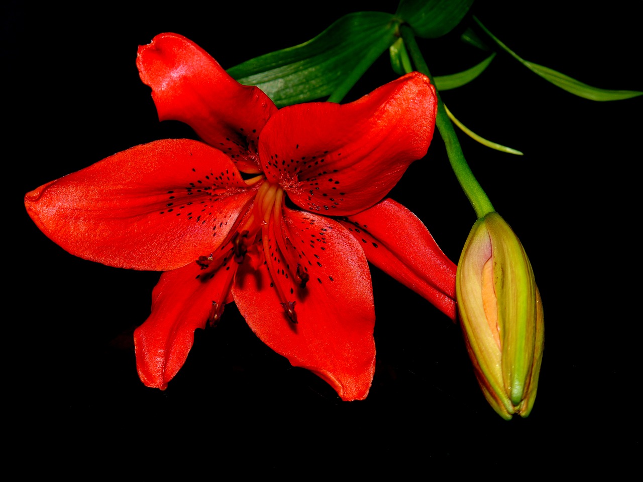 lily summer blossom free photo