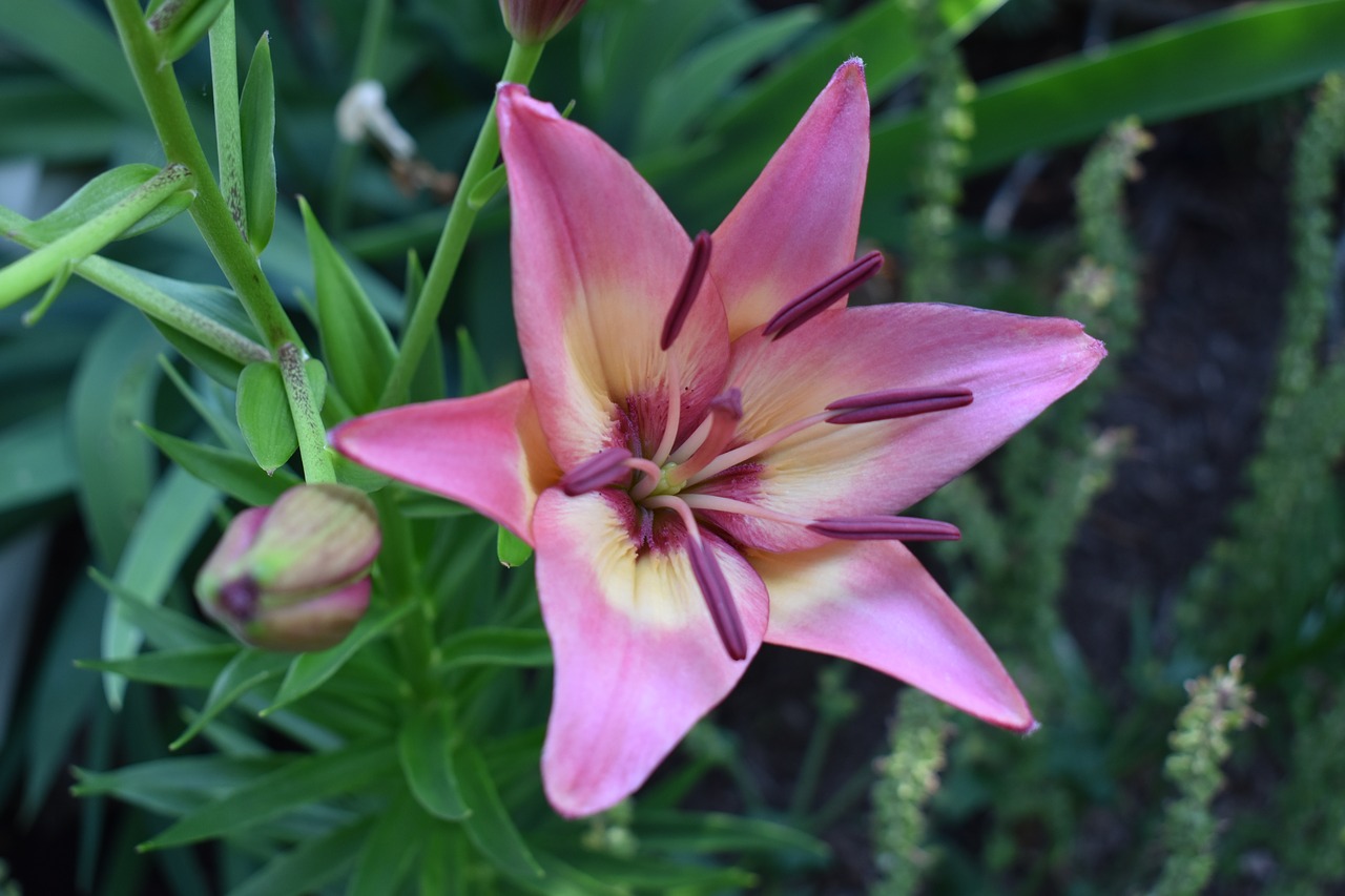 lily flower pink free photo