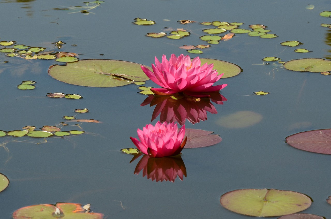 lily water lily flower free photo