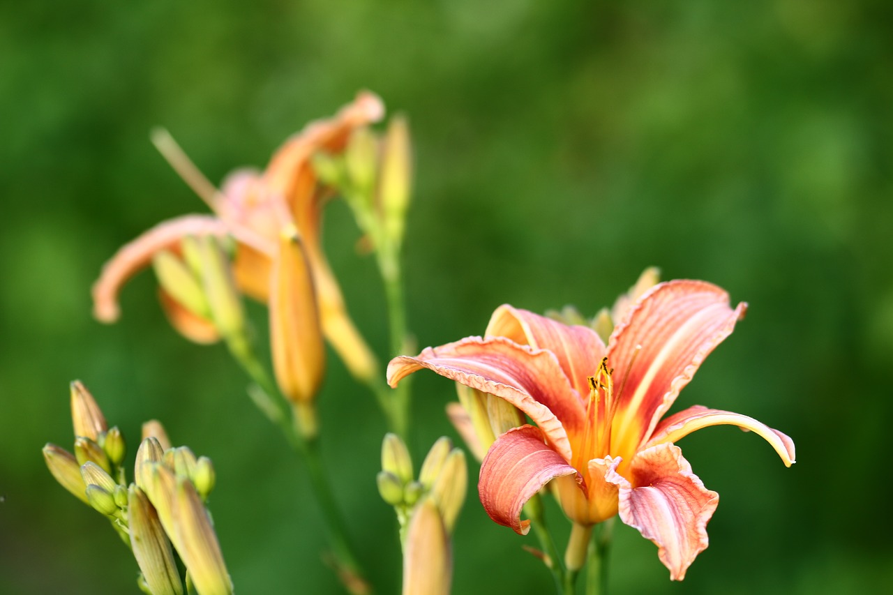 lily lilies flower free photo