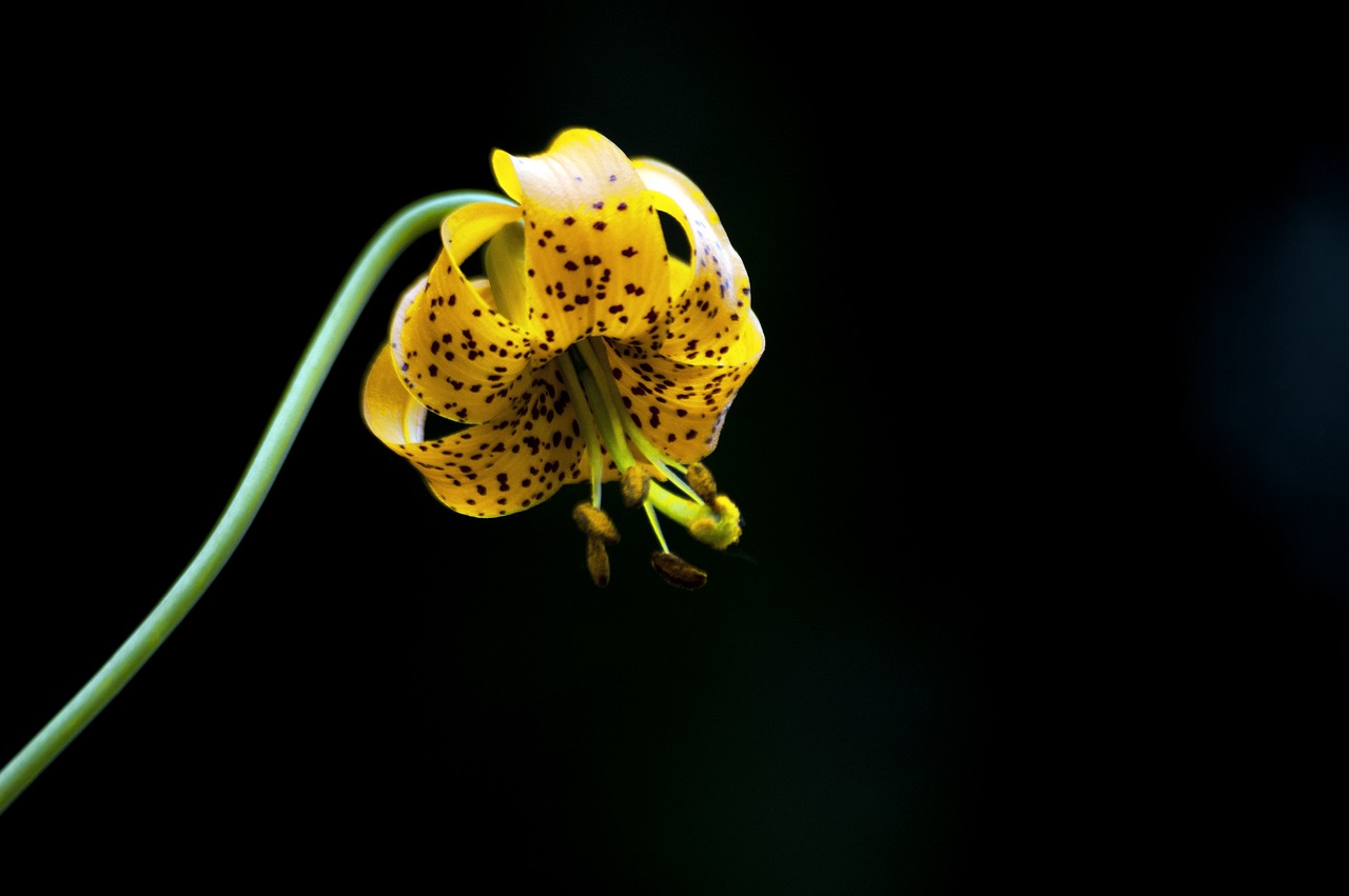 lily flower wildflower free photo