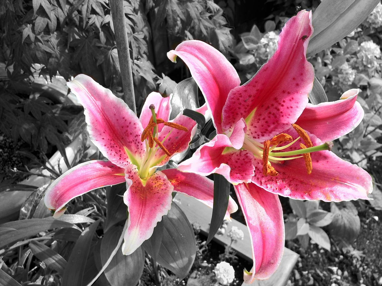 lily flower day lily free photo