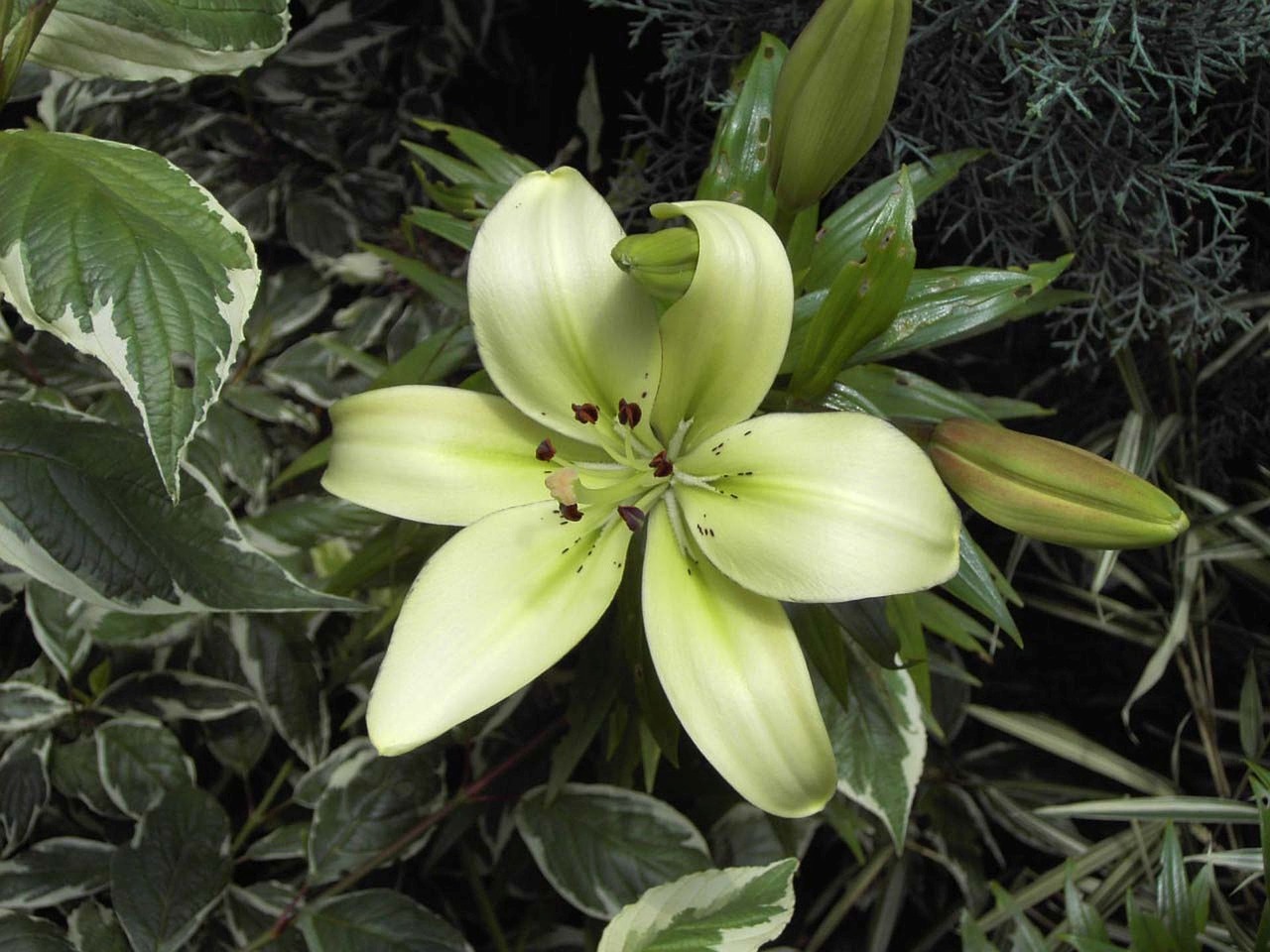 lily flower white free photo