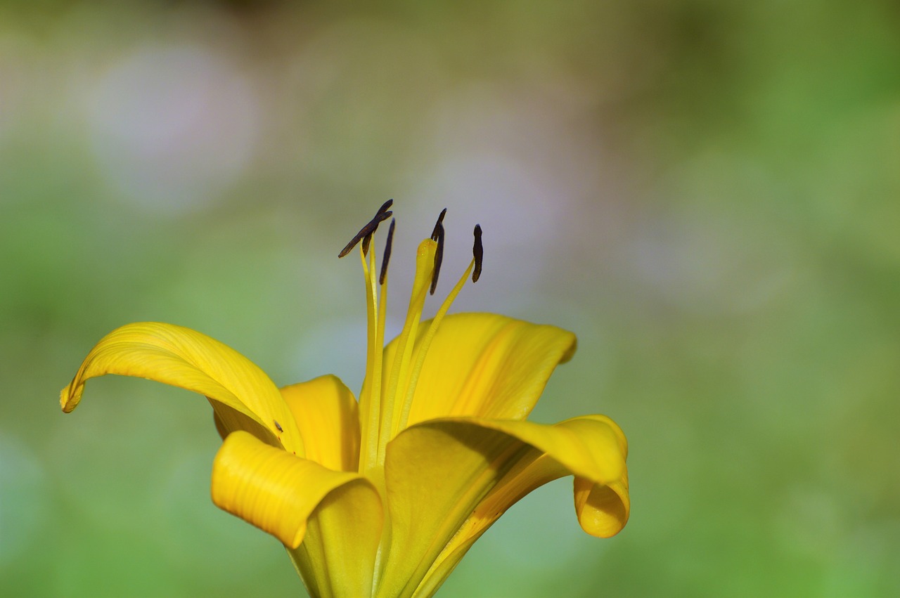 lily flower iris free photo