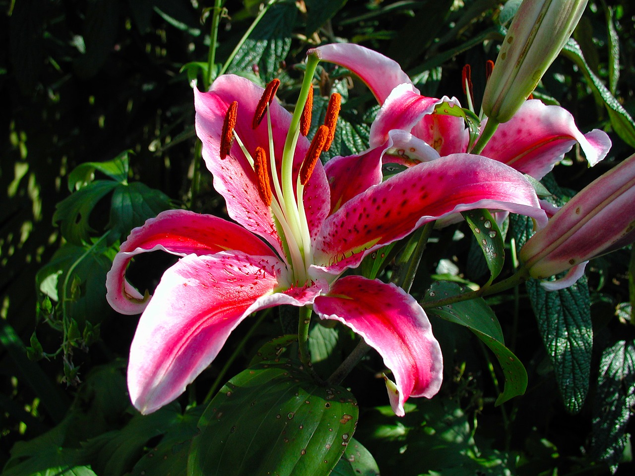 lily flower blossom free photo