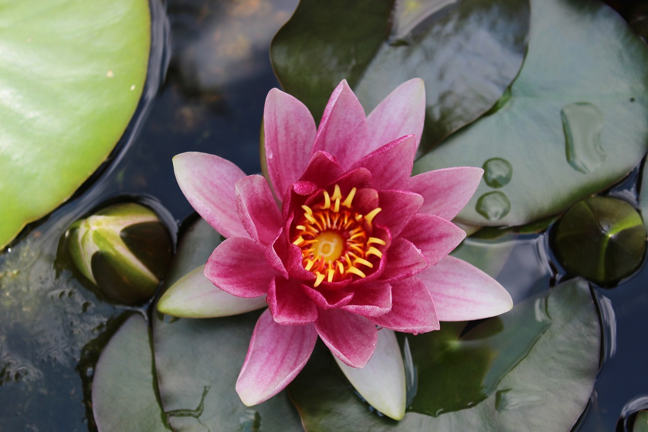 lily water nature free photo