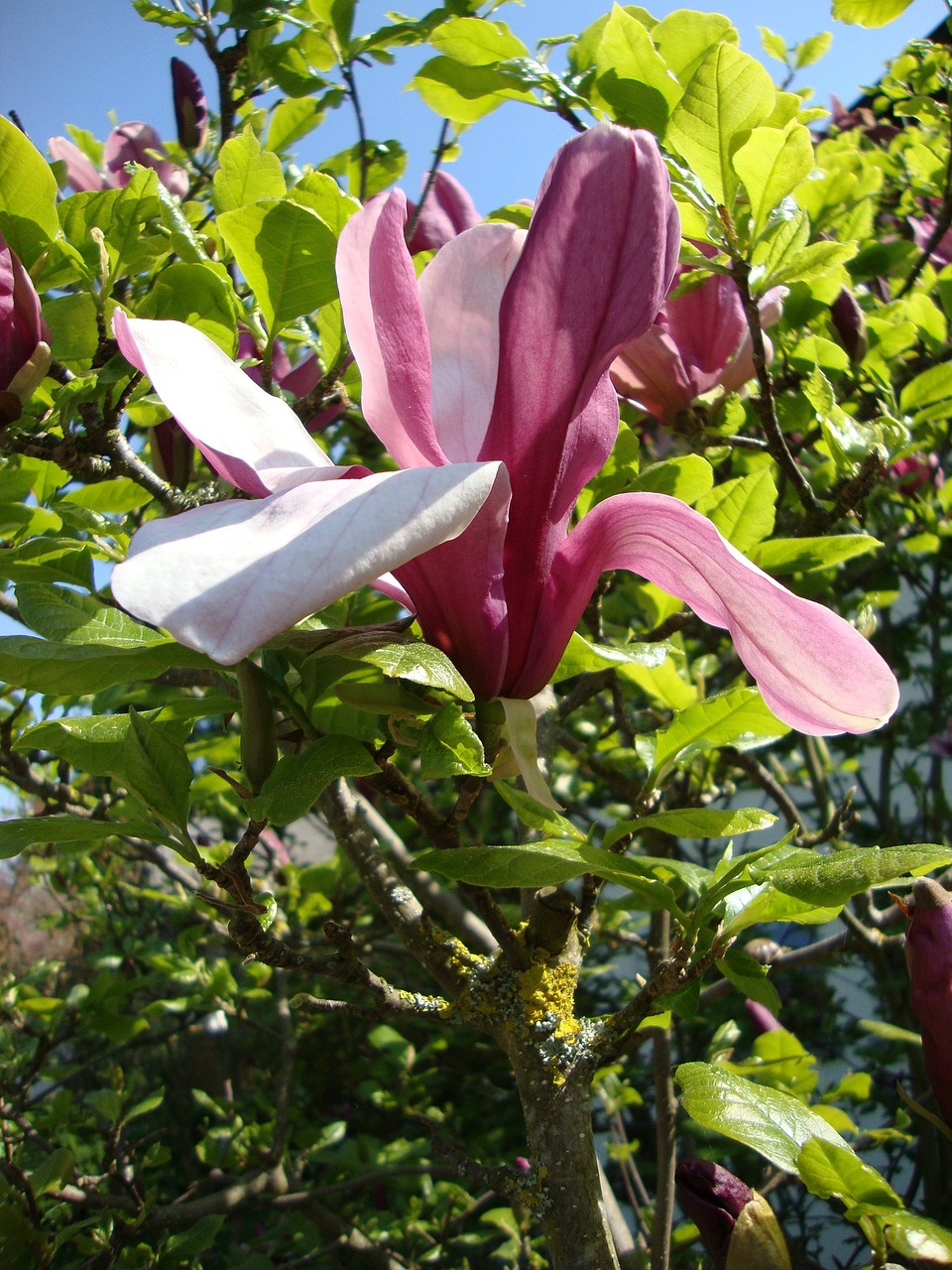 lily blossom bloom free photo