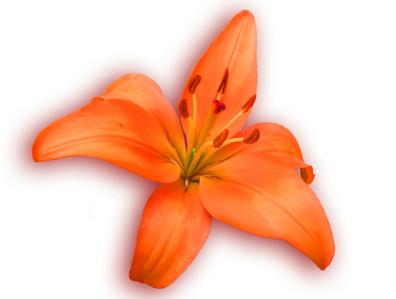 lily orange spring free photo