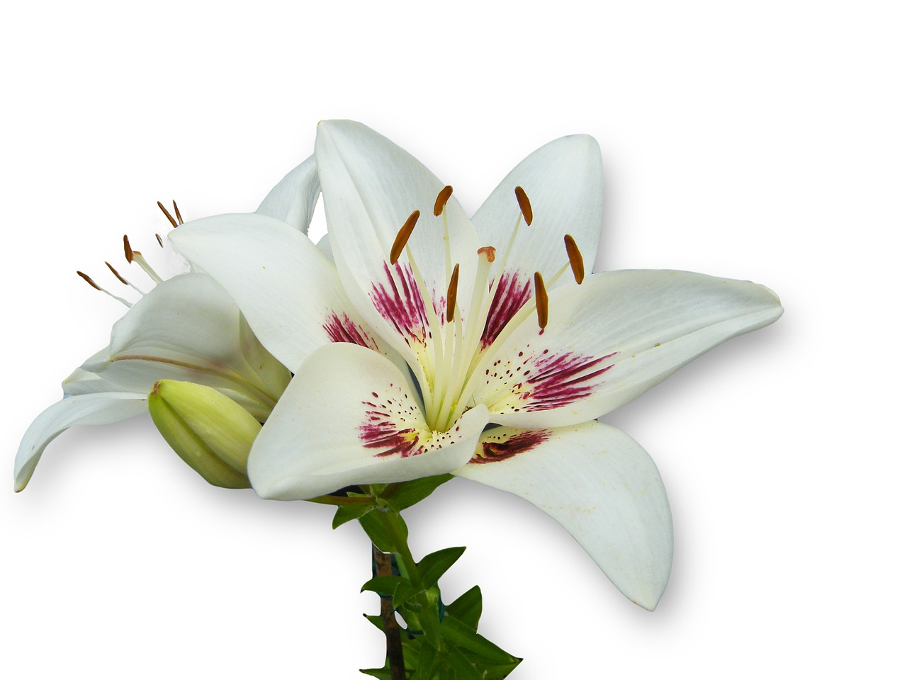 lily white spring free photo