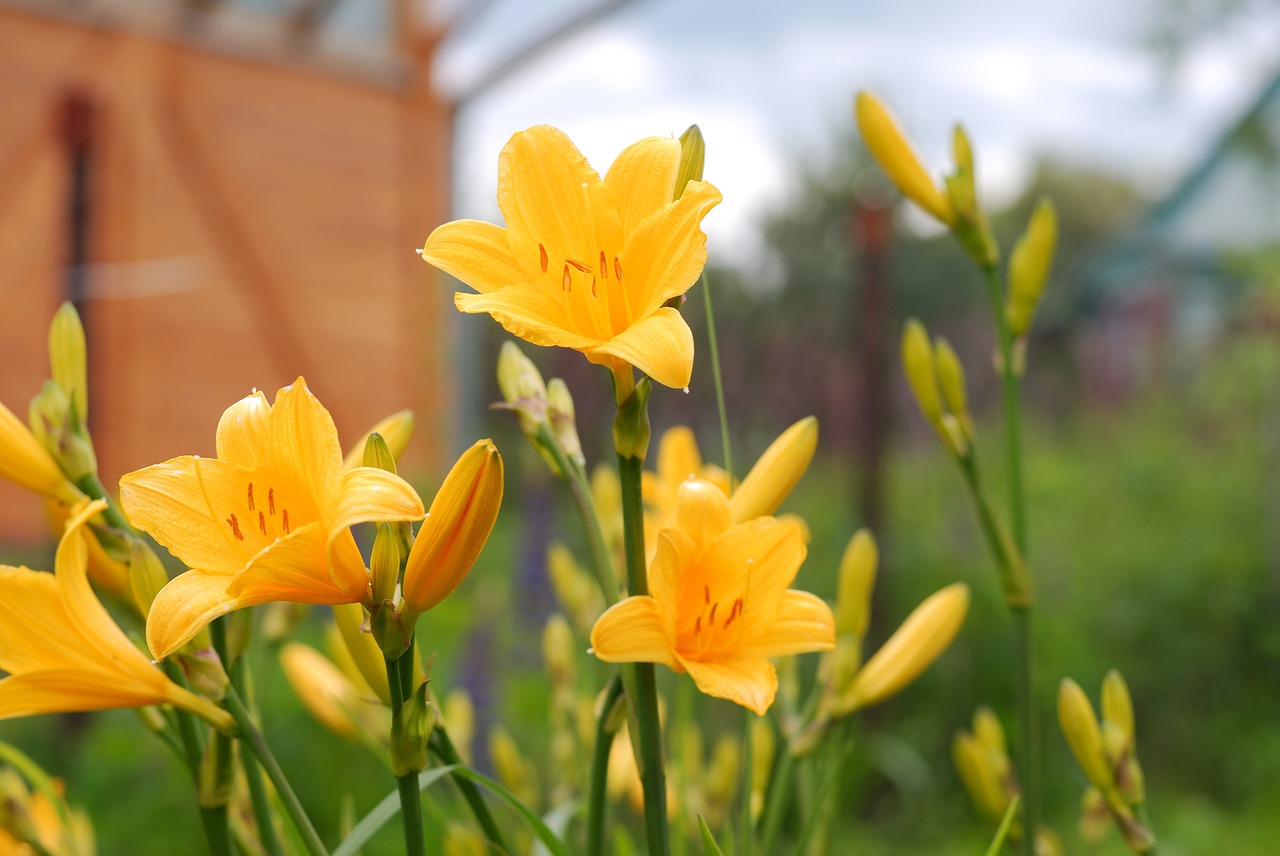 lily flower color free photo