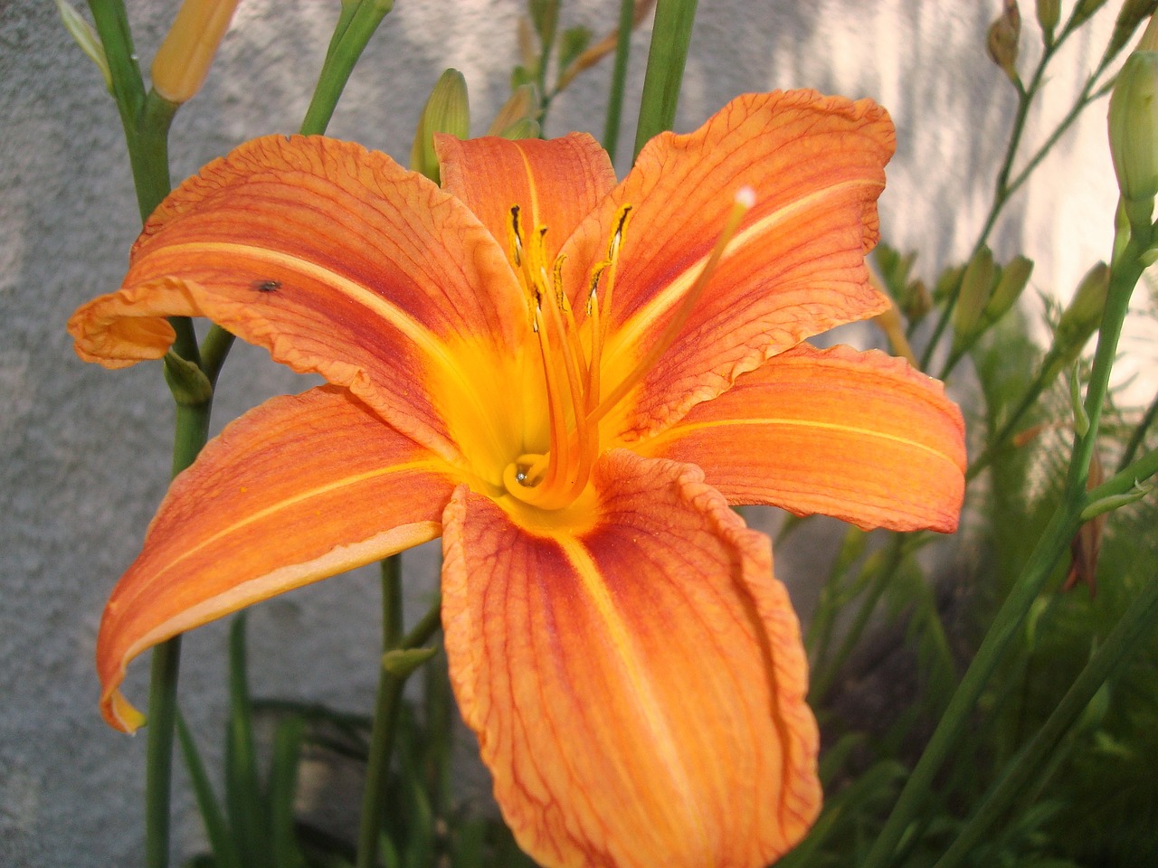 lily orange flower free photo