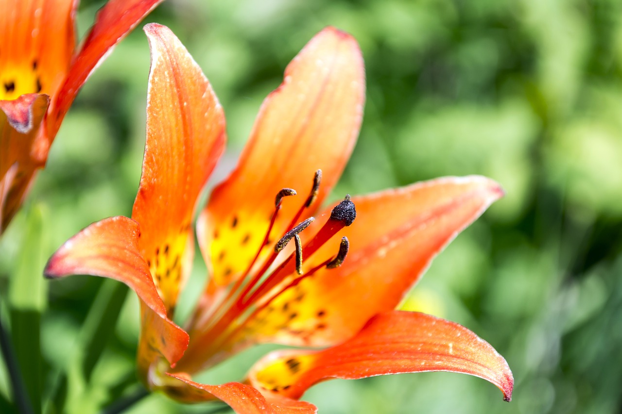 lily tiger flower free photo