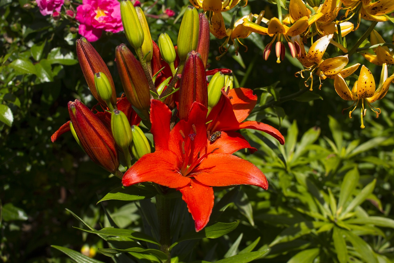 lily flower blossom free photo