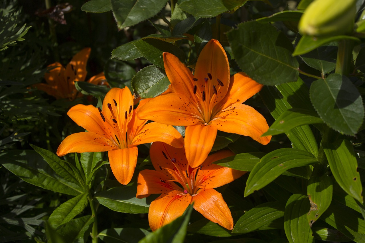 lily flower garden free photo