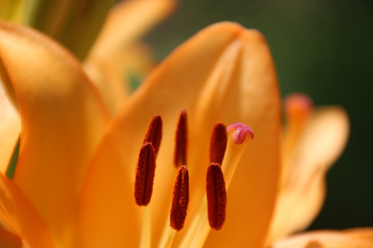 lily stamp yellow free photo