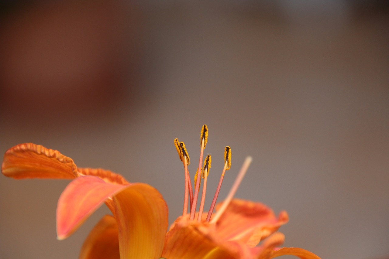 lily pollen orange free photo