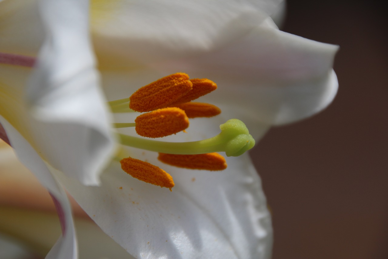 lily stamp yellow free photo