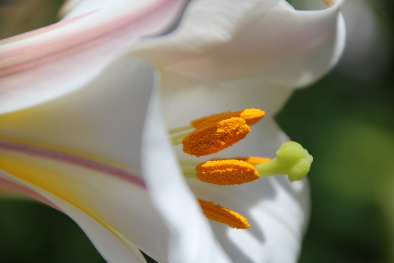 lily stamp yellow free photo