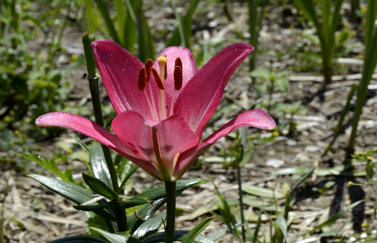 Lilly blossom