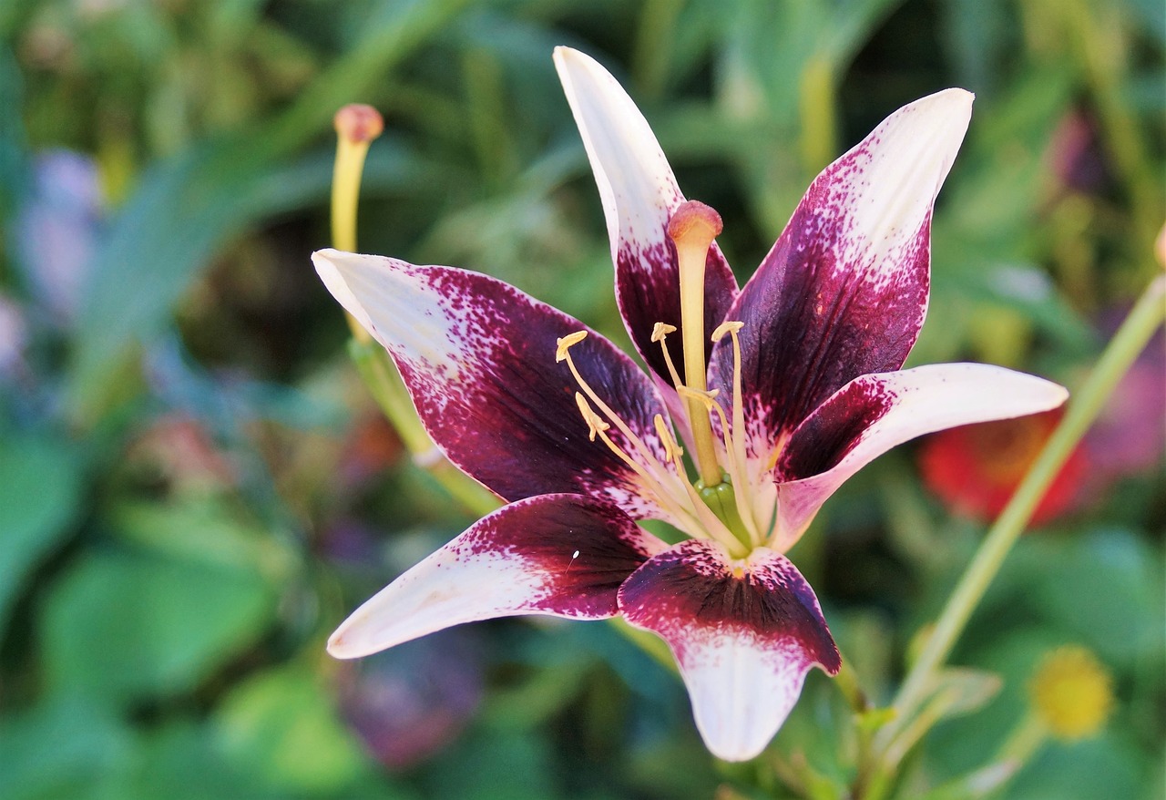 lily flower iris free photo