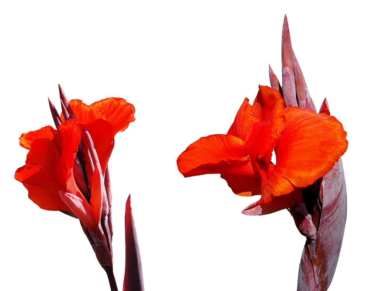 lily flower png free photo