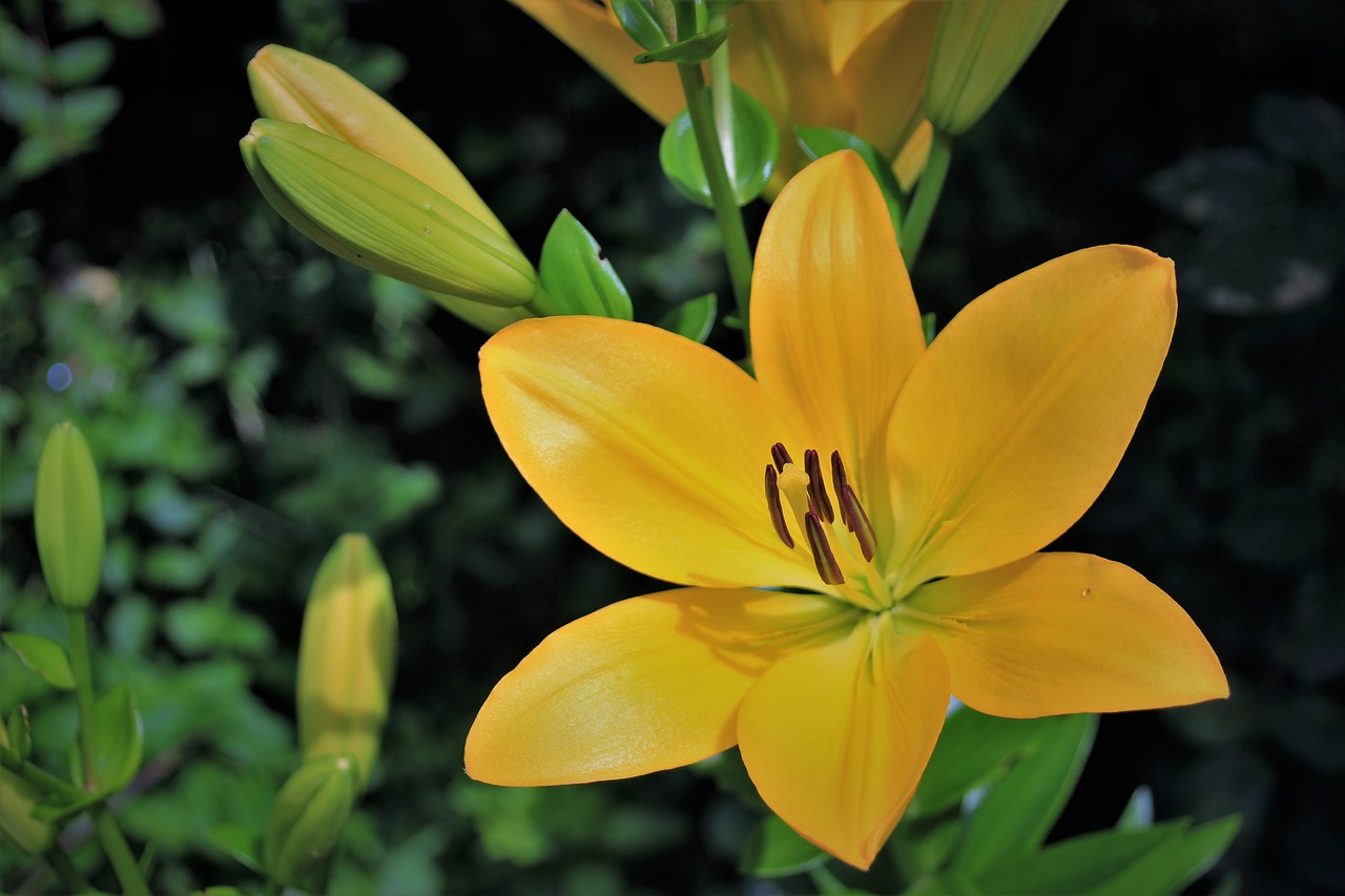 lily flower a yellow flower free photo