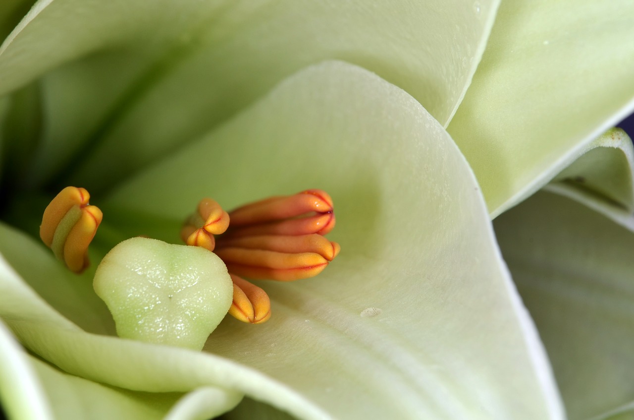 lily stamens stamp free photo