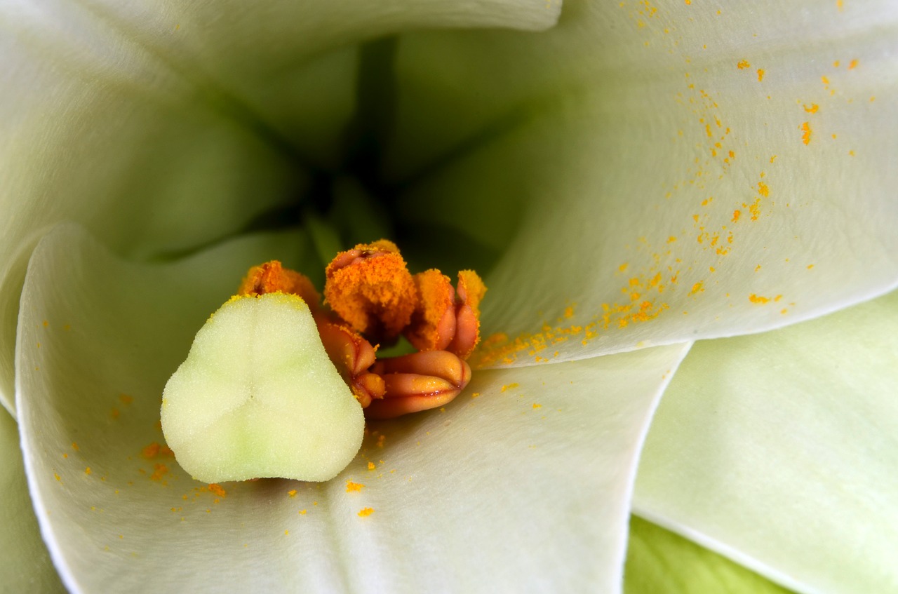 lily stamen stamp free photo