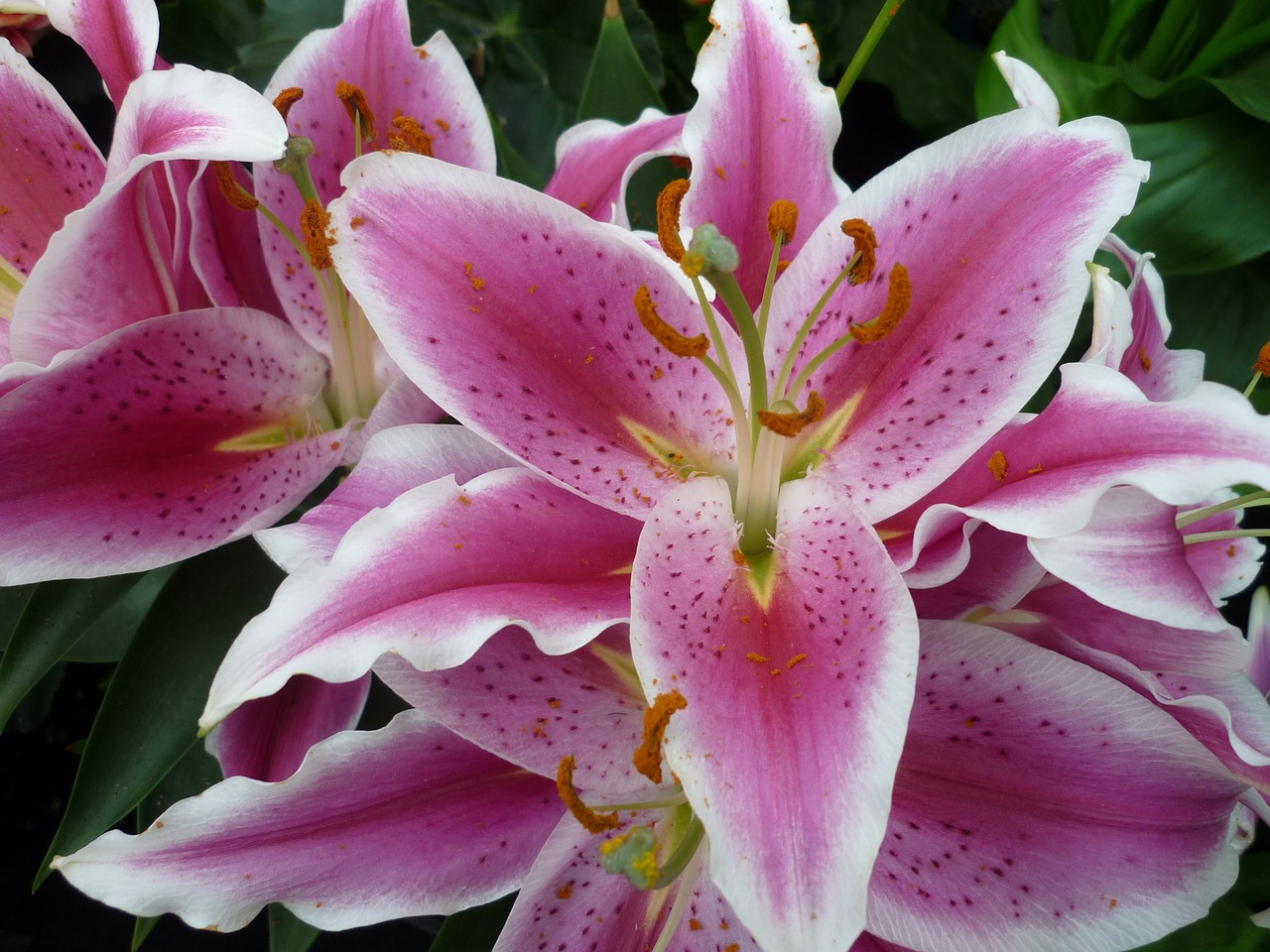 lily nature blossom free photo