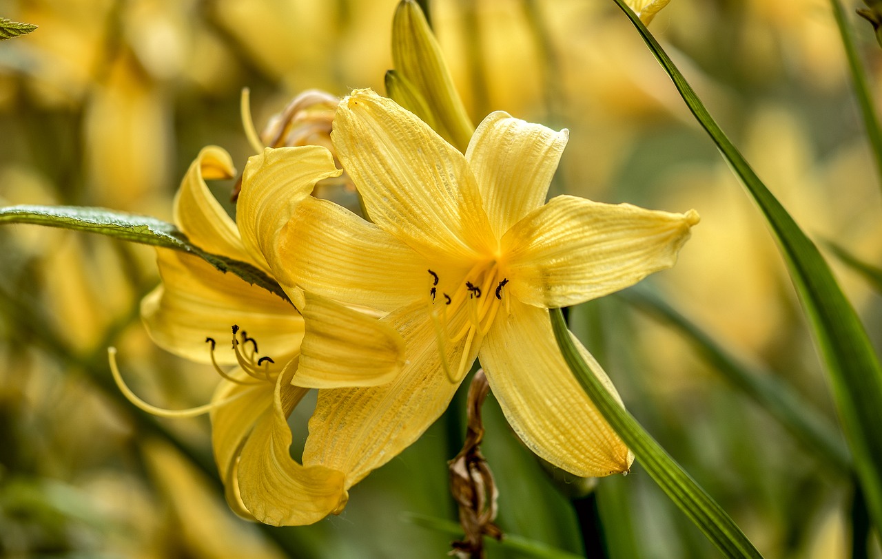 lily flower yellow free photo