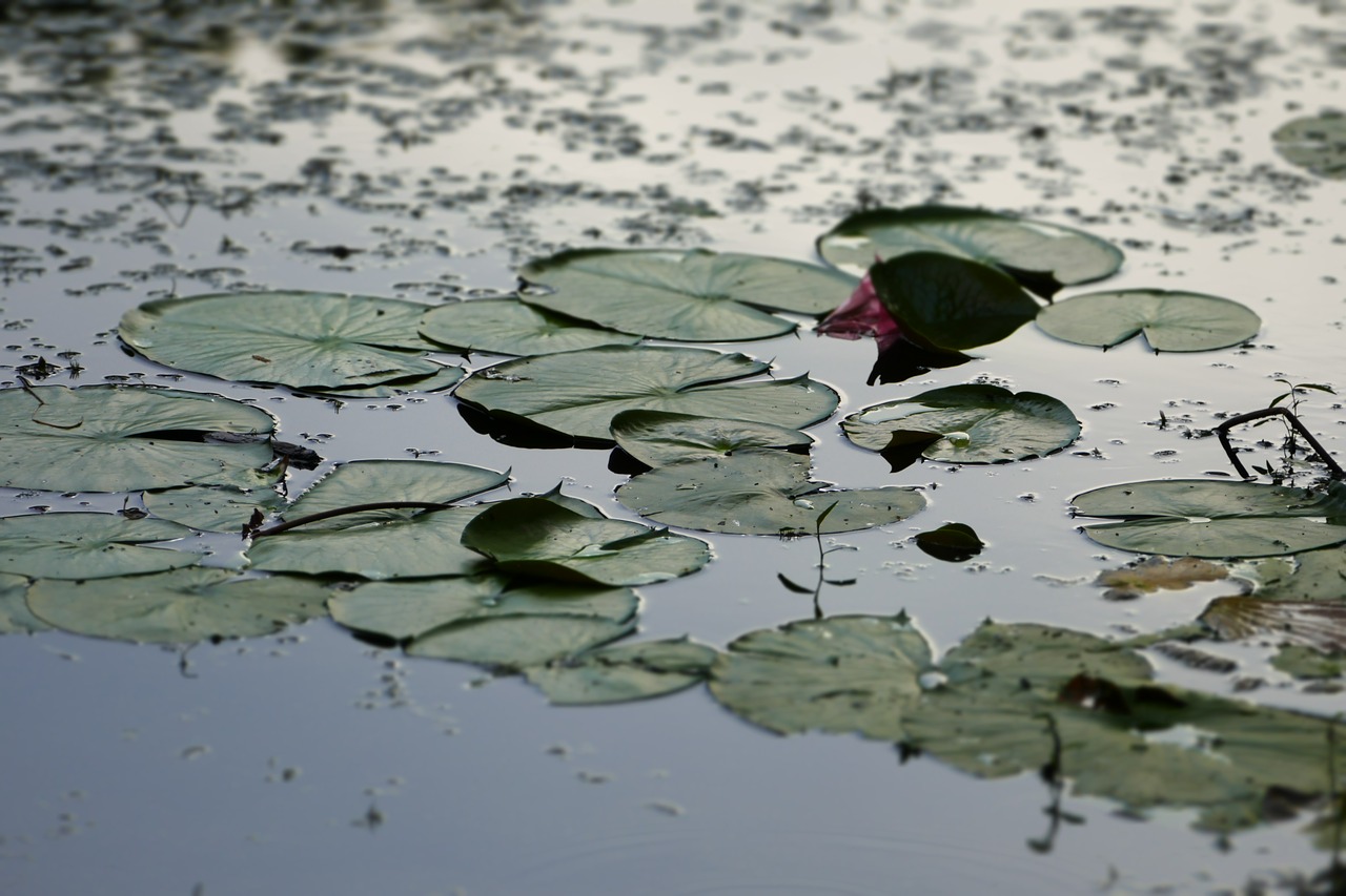 lily pad frog free photo