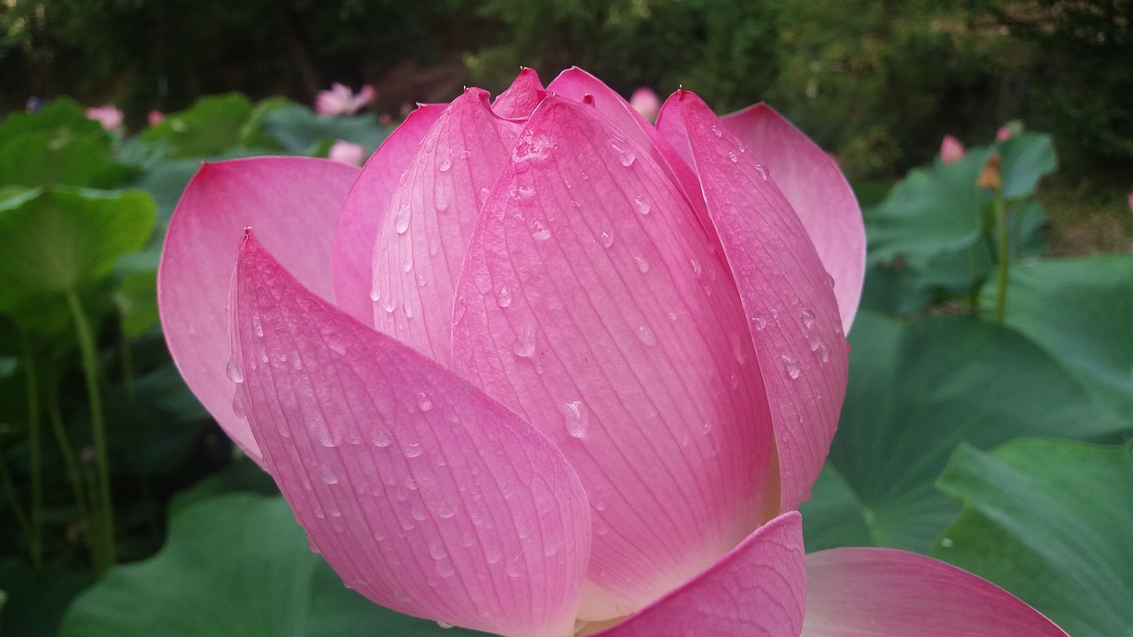 lily rain flower free photo