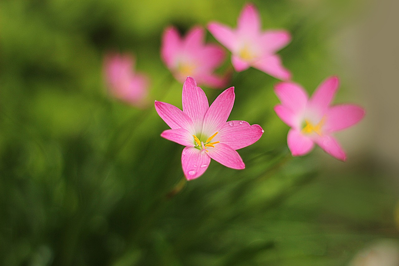 lily flower spring free photo