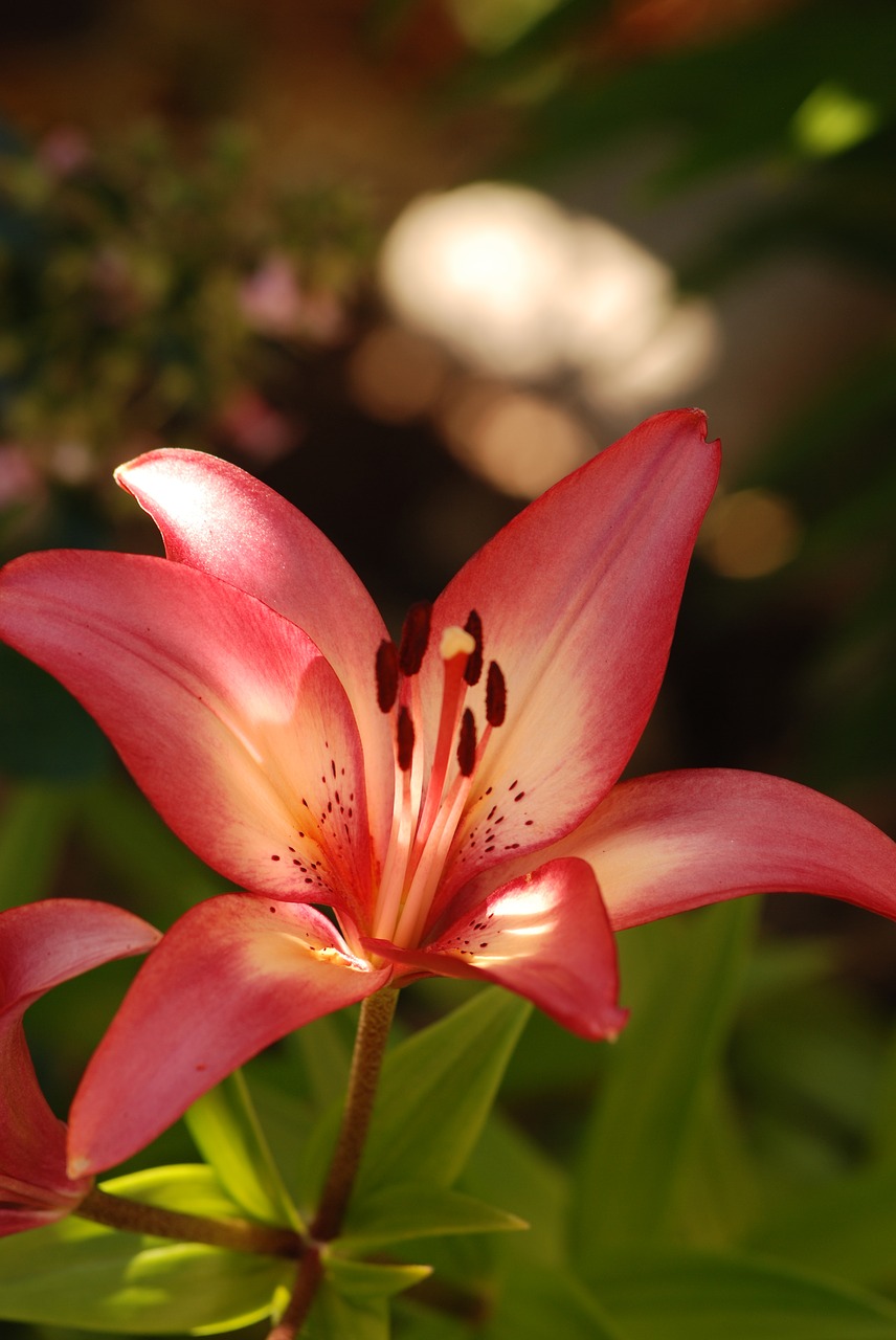 lily bloom flower free photo