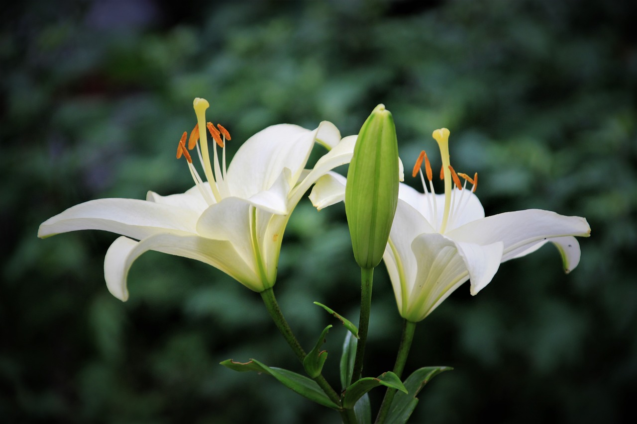 lily flower flowers free photo