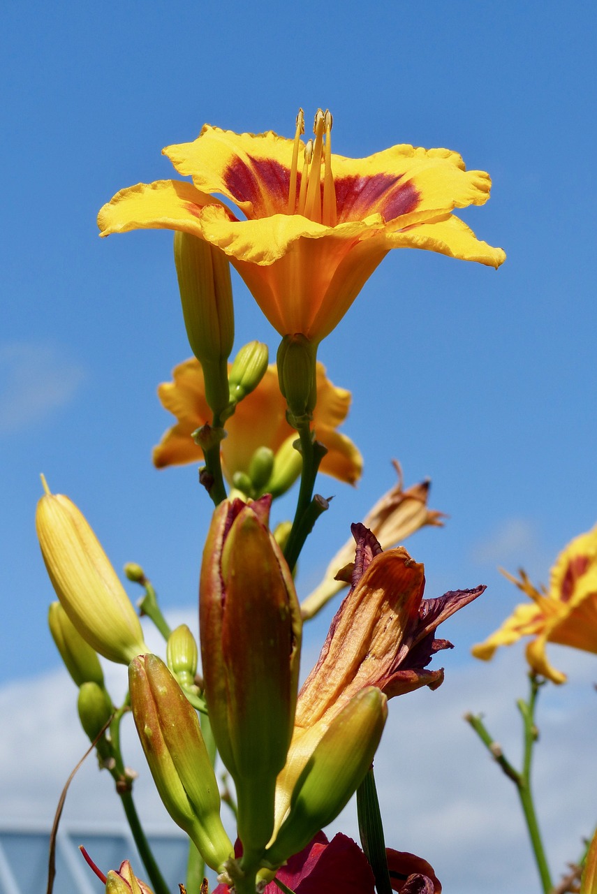 lily flower garden nature free photo